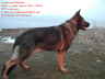 Aysha