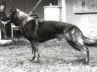 Blacky