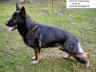 Gharib