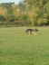 Herbstpr�fung