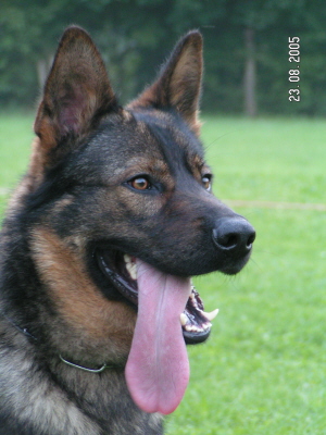 Diego