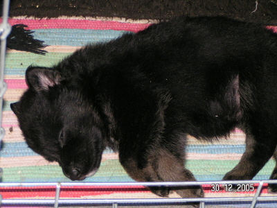 Ebony
