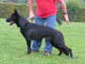 Tilli